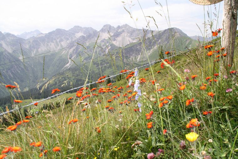 Sommerblumen